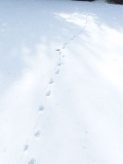 This would be coyote tracks.  