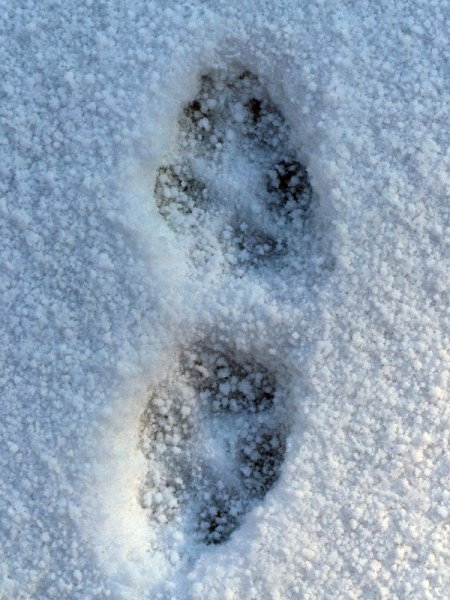 coyote tracks#2