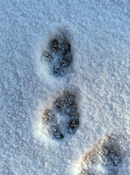 coyote tracks#3