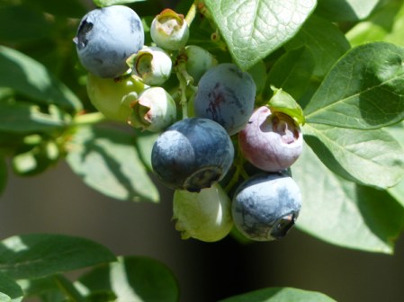 blueberries