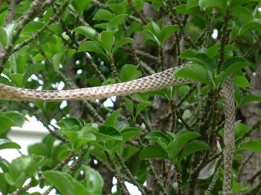 snake in tree