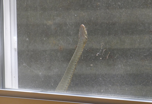 snake in window