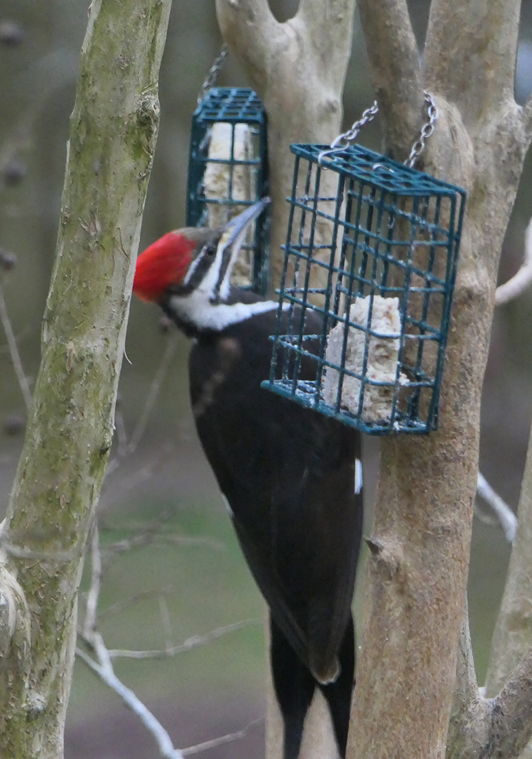Pileated
